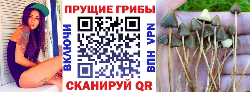 Псилоцибиновые грибы Psilocybine cubensis  дарнет шоп  Вольск 